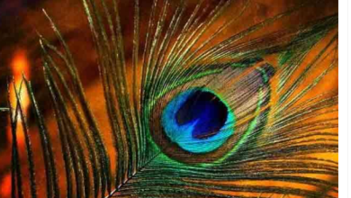 Photo of मोक्षदा एकादशी पर करें मोरपंख और गीता से जुड़े उपाय