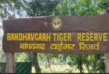 Photo of बांधवगढ़ समेत पूरे मध्यप्रदेश के टाइगर रिजर्व में नाइट सफारी पर रोक