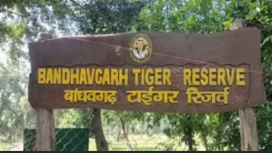 Photo of बांधवगढ़ समेत पूरे मध्यप्रदेश के टाइगर रिजर्व में नाइट सफारी पर रोक