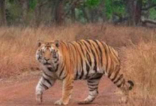 Photo of एमपी: सुप्रीम कोर्ट के आदेश के बाद सभी टाइगर रिजर्व में नाइट सफारी पर रोक