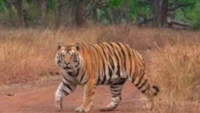 Photo of एमपी: सुप्रीम कोर्ट के आदेश के बाद सभी टाइगर रिजर्व में नाइट सफारी पर रोक