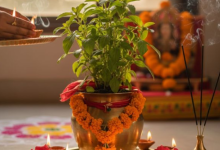 Photo of आंगन में उग आया है तुलसी का पौधा, तो समझ लें घर में होगा मां लक्ष्मी का आगमन