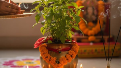 Photo of आंगन में उग आया है तुलसी का पौधा, तो समझ लें घर में होगा मां लक्ष्मी का आगमन