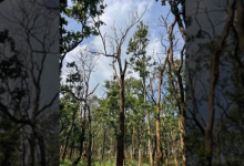 Photo of अमरकंटक के जंगलों में फैला साल बोरर कीट, दस हजार से अधिक साल के पेड़ क्षतिग्रस्त