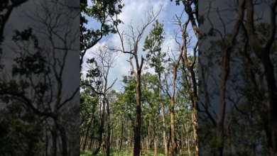 Photo of अमरकंटक के जंगलों में फैला साल बोरर कीट, दस हजार से अधिक साल के पेड़ क्षतिग्रस्त