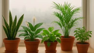Photo of दिल्ली में बढ़ते प्रदूषण के बीच घरों के पौधे बने ‘प्राकृतिक रक्षक