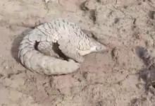 Photo of इंदौर: रतलाम से रेस्क्यू हुआ दुर्लभ पैंगोलिन अब रालामंडल में सुरक्षित