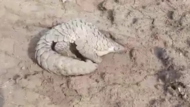 Photo of इंदौर: रतलाम से रेस्क्यू हुआ दुर्लभ पैंगोलिन अब रालामंडल में सुरक्षित