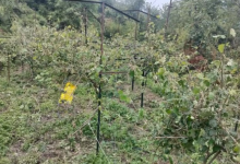 Photo of उत्तराखंड: फल-फूलों की खेती से महक रहा प्रदेश