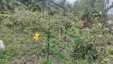 Photo of उत्तराखंड: फल-फूलों की खेती से महक रहा प्रदेश