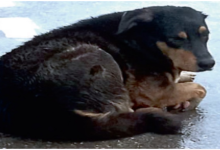 Photo of हरियाणा में 2.30 लाख लावारिस कुत्ते: अब नसबंदी पर जोर