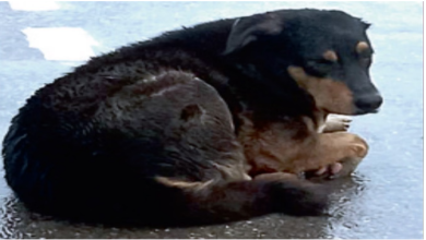 Photo of हरियाणा में 2.30 लाख लावारिस कुत्ते: अब नसबंदी पर जोर