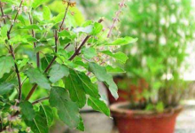 Photo of तुलसी विवाह पर बन रहे कई मंगलकारी योग