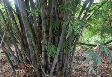 Photo of हवा में घुले जहर से निपटने के लिए कुदरत की शरण में दिल्ली सरकार