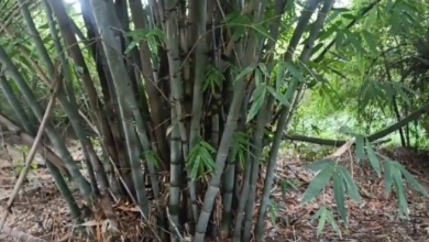 Photo of हवा में घुले जहर से निपटने के लिए कुदरत की शरण में दिल्ली सरकार