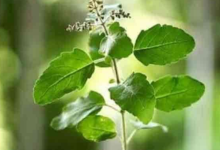 Photo of उत्पन्ना एकादशी के दिन तुलसी से जुड़ी इन बातों का रखें ध्यान