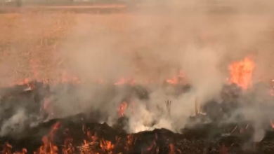 Photo of पंजाब में एक दिन में 442 जगह जली पराली, सूबे में अब तक 2084 मामले दर्ज