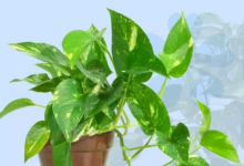 Photo of घर की शोभा के साथ-साथ पॉजिटिविटी भी बढ़ाता है मनी प्लांट