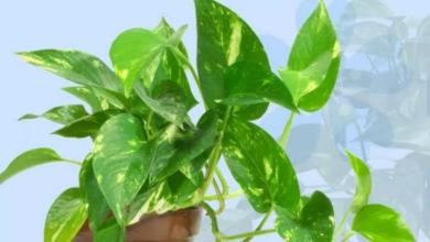 Photo of घर की शोभा के साथ-साथ पॉजिटिविटी भी बढ़ाता है मनी प्लांट