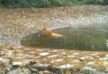 Photo of उत्तराखंड: कार्बेट टाइगर रिजर्व में फुल डे सफारी की योजना शूरु
