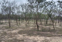 Photo of भीलवाड़ा में बड़ा अवैध वनों की कटाई घोटाला उजागर ACB की जांच शूरु