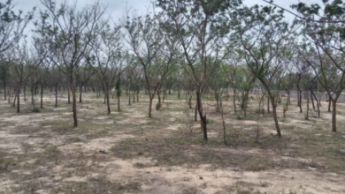 Photo of भीलवाड़ा में बड़ा अवैध वनों की कटाई घोटाला उजागर ACB की जांच शूरु