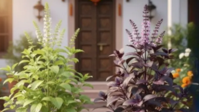 Photo of रामा या श्यामा, आपके घर के लिए कौन-सी तुलसी है ज्यादा शुभ?