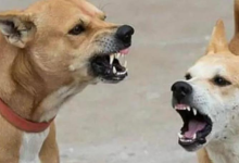 Photo of झज्जर में कुत्तों का आतंक, एक दिन में 8 लोगों को बुरी तरह काटा