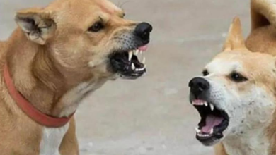 Photo of झज्जर में कुत्तों का आतंक, एक दिन में 8 लोगों को बुरी तरह काटा