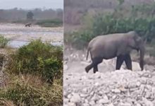 Photo of देहरादून:  लच्छीवाल में मॉर्निंग वॉक कर रहे बुजुर्ग पर हाथी ने किया हमला