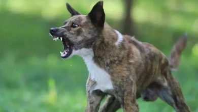 Photo of अलीगढ़ में हैरान कर देने वाला मामला! कुत्ते के काटने के 14 घंटे बाद युवक भौंकने और काटने लगा—इंसान या जानवर