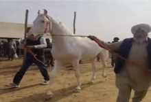 Photo of कुरुक्षेत्र में पशु मेले में पहुंचा पंजाब का सफेद रंग का घोड़ा