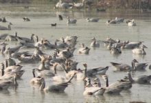 Photo of विदेशी मेहमानों के कलरव से घराना वेटलैंड हुआ गुलजार, प्रवासी पक्षियों ने पर्यटकों को किया मंत्रमुग्ध