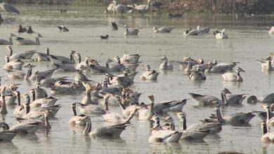 Photo of विदेशी मेहमानों के कलरव से घराना वेटलैंड हुआ गुलजार, प्रवासी पक्षियों ने पर्यटकों को किया मंत्रमुग्ध