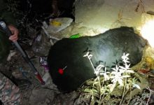 Photo of चमोली: पोखरी में छह साल के मादा भालू को वन विभाग ने ट्रेंकुलाइज कर पकड़ा