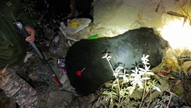 Photo of चमोली: पोखरी में छह साल के मादा भालू को वन विभाग ने ट्रेंकुलाइज कर पकड़ा
