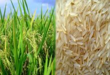 Photo of देशभर में महकेगा पीलीभीत का बासमती चावल, सीड प्रोसेसिंग फैसेलिटी सेंटर को मिली मंजूरी