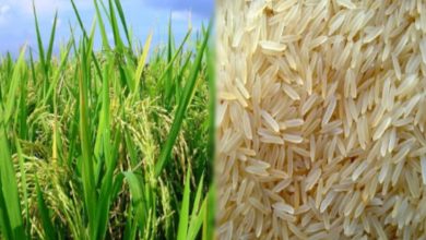 Photo of देशभर में महकेगा पीलीभीत का बासमती चावल, सीड प्रोसेसिंग फैसेलिटी सेंटर को मिली मंजूरी