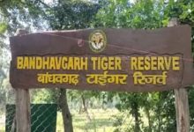 Photo of बांधवगढ़ टाइगर रिजर्व: चंदिया वन परिक्षेत्र में करंट से बाघ टी-185 की मौत