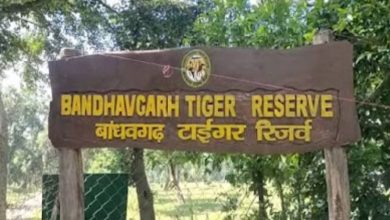 Photo of बांधवगढ़ टाइगर रिजर्व: चंदिया वन परिक्षेत्र में करंट से बाघ टी-185 की मौत