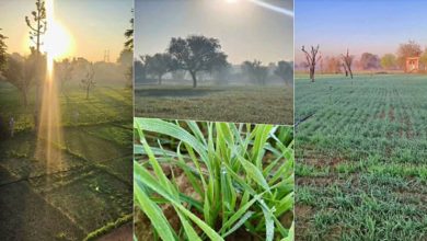 Photo of सर्द हवाओं से कांपा राजस्थान; सीकर-अलवर में खेतों और गाड़ियों पर जमी बर्फ