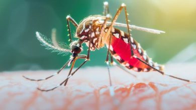 Photo of दिल्ली में डेंगू के दो और मरीजों की मौत, इस वर्ष संख्या चार हुई; स्वास्थ्य विभाग चिंतित