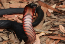 Photo of शिव मंदिर में सांप ने थाल उठाकर की आरती, वीडियो देखकर उड़े लोगों के होश