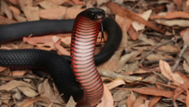 Photo of शिव मंदिर में सांप ने थाल उठाकर की आरती, वीडियो देखकर उड़े लोगों के होश