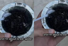 Photo of ब्रिटिश व्लॉगर ने नागालैंड में चखी मकड़ी, रिएक्शन हुआ वायरल