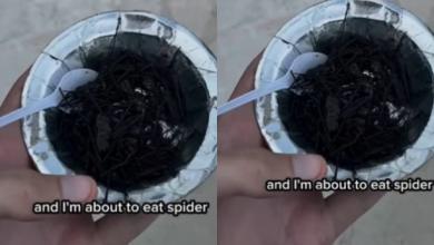 Photo of ब्रिटिश व्लॉगर ने नागालैंड में चखी मकड़ी, रिएक्शन हुआ वायरल