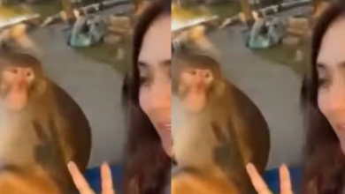 Photo of बंदर संग सेल्फी ले रही लड़की पर अचानक हमला, मजाकिया पल बना हड़कंप