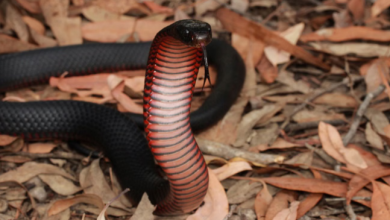 Photo of सड़क किनारे फन फैलाए सांप पर नेवले ने पीछे से बोला धावा