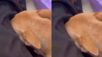 Photo of वफादार कुत्ता: मालिक के पार्थिव शरीर से लिपटकर ऐसे रोया कि देखने वालों की आंखें हुईं नम