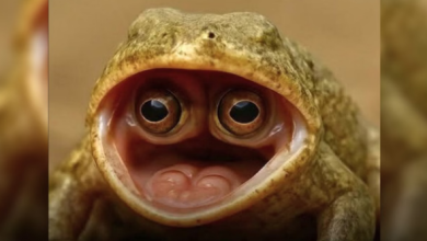 Photo of ऐसी मेंढक ‘खेती’ पहली बार देखी, वायरल वीडियो ने इंटरनेट को हिलाकर रख दिया